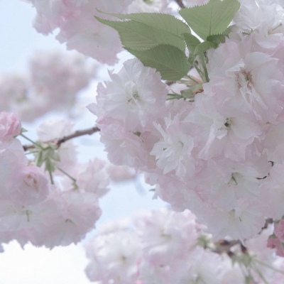 兽设性格设定技巧兽圈群